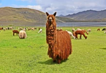 Implementarán empadre controlado para mejorar genética de 6,000 alpacas en regiones altoandinas Implementarán empadre controlado para mejorar genética de 6,000 alpacas en regiones altoandinas