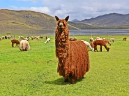 Implementarán empadre controlado para mejorar genética de 6,000 alpacas en regiones altoandinas Implementarán empadre controlado para mejorar genética de 6,000 alpacas en regiones altoandinas