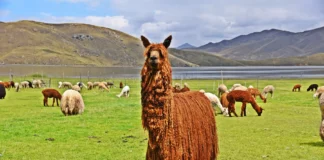 Implementarán empadre controlado para mejorar genética de 6,000 alpacas en regiones altoandinas Implementarán empadre controlado para mejorar genética de 6,000 alpacas en regiones altoandinas