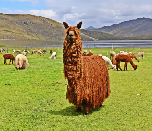 Implementarán empadre controlado para mejorar genética de 6,000 alpacas en regiones altoandinas Implementarán empadre controlado para mejorar genética de 6,000 alpacas en regiones altoandinas
