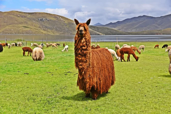 Implementarán empadre controlado para mejorar genética de 6,000 alpacas en regiones altoandinas
