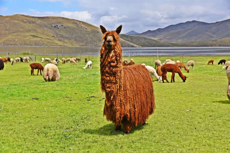 Implementarán empadre controlado para mejorar genética de 6,000 alpacas en regiones altoandinas