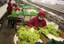 Agroexportaciones peruanas proyectan nuevo récord histórico de US$ 15,300 millones en 2026, según Adex Agroexportaciones peruanas proyectan nuevo récord histórico de US$ 15,300 millones en 2026, según Adex