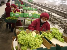 Agroexportaciones peruanas proyectan nuevo récord histórico de US$ 15,300 millones en 2026, según Adex Agroexportaciones peruanas proyectan nuevo récord histórico de US$ 15,300 millones en 2026, según Adex