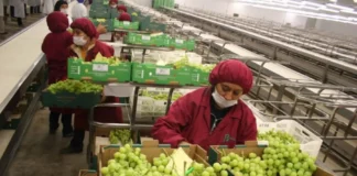 Agroexportaciones peruanas proyectan nuevo récord histórico de US$ 15,300 millones en 2026, según Adex Agroexportaciones peruanas proyectan nuevo récord histórico de US$ 15,300 millones en 2026, según Adex