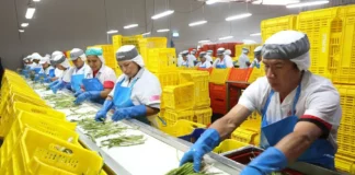Agroexportaciones peruanas crecen 8.4% en enero de 2026 con arándanos, paltas y café como productos estrella Agroexportaciones peruanas crecen 8.4% en enero de 2026 con arándanos, paltas y café como productos estrella
