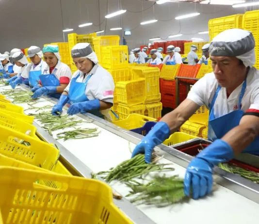 Agroexportaciones peruanas crecen 8.4% en enero de 2026 con arándanos, paltas y café como productos estrella Agroexportaciones peruanas crecen 8.4% en enero de 2026 con arándanos, paltas y café como productos estrella