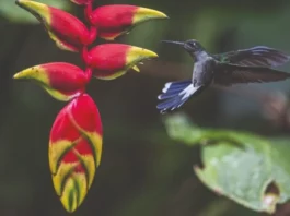 Día Mundial de la Vida Silvestre: por qué Perú es fundamental para la biodiversidad mundial Día Mundial de la Vida Silvestre: por qué Perú es fundamental para la biodiversidad mundial