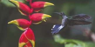 Día Mundial de la Vida Silvestre: por qué Perú es fundamental para la biodiversidad mundial Día Mundial de la Vida Silvestre: por qué Perú es fundamental para la biodiversidad mundial