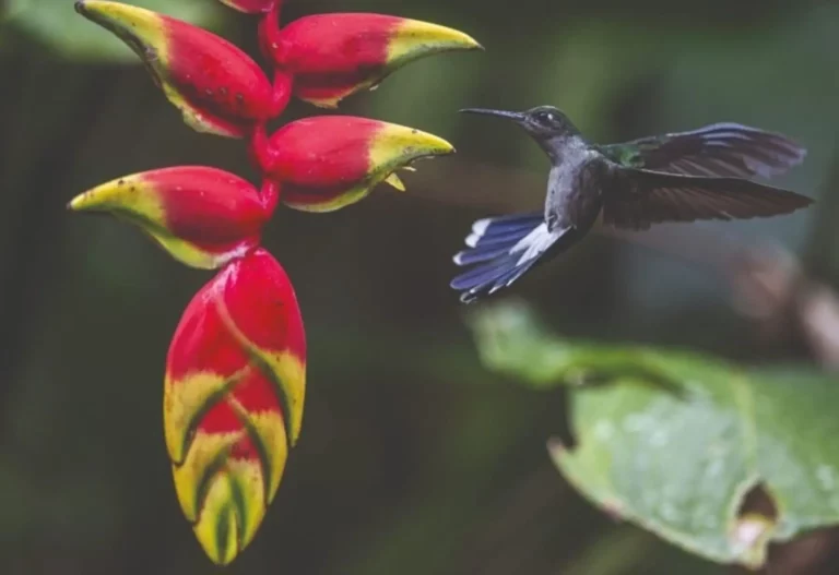 Día Mundial de la Vida Silvestre: por qué Perú es fundamental para la biodiversidad mundial