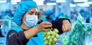 Agroindustria peruana lidera récord exportador a México con uvas y aceite de palma a la cabeza Agroindustria peruana lidera récord exportador a México con uvas y aceite de palma a la cabeza