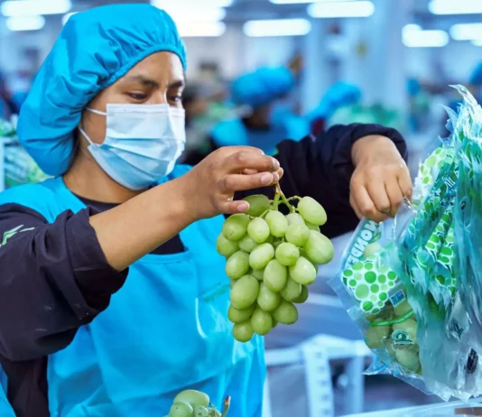 Agroindustria peruana lidera récord exportador a México con uvas y aceite de palma a la cabeza Agroindustria peruana lidera récord exportador a México con uvas y aceite de palma a la cabeza