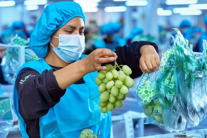 Agroindustria peruana lidera récord exportador a México con uvas y aceite de palma a la cabeza