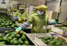 Crean grupo de trabajo para promover el empleo decente y la formalización laboral en sector agroexportador Crean grupo de trabajo para promover el empleo decente y la formalización laboral en sector agroexportador