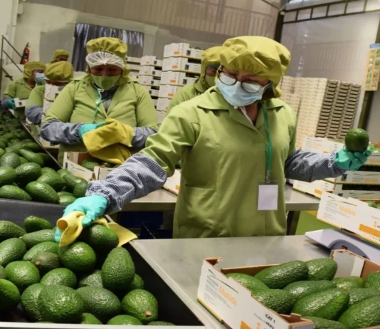 Crean grupo de trabajo para promover el empleo decente y la formalización laboral en sector agroexportador Crean grupo de trabajo para promover el empleo decente y la formalización laboral en sector agroexportador