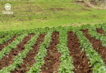 Senace reduce hasta 46% los plazos de evaluación ambiental mediante transformación digital e inteligencia artificial Senace reduce hasta 46% los plazos de evaluación ambiental mediante transformación digital e inteligencia artificial