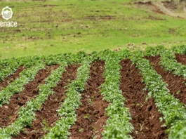 Senace reduce hasta 46% los plazos de evaluación ambiental mediante transformación digital e inteligencia artificial Senace reduce hasta 46% los plazos de evaluación ambiental mediante transformación digital e inteligencia artificial