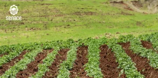 Senace reduce hasta 46% los plazos de evaluación ambiental mediante transformación digital e inteligencia artificial Senace reduce hasta 46% los plazos de evaluación ambiental mediante transformación digital e inteligencia artificial