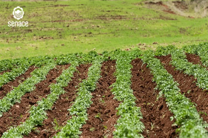 Senace reduce hasta 46% los plazos de evaluación ambiental mediante transformación digital e inteligencia artificial