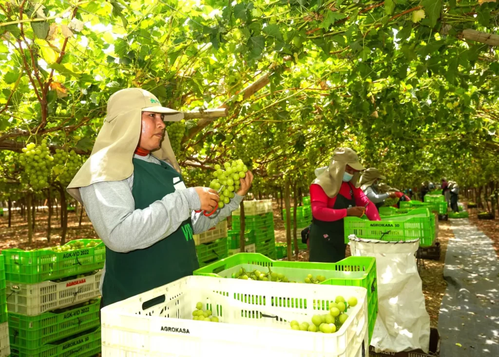 Ica lidera exportación de uva de mesa peruana con más del 50 % de envíos en campaña 2025-2026