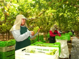 Ica lidera exportación de uva de mesa peruana con más del 50 % de envíos en campaña 2025-2026 Ica lidera exportación de uva de mesa peruana con más del 50 % de envíos en campaña 2025-2026