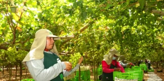 Ica lidera exportación de uva de mesa peruana con más del 50 % de envíos en campaña 2025-2026 Ica lidera exportación de uva de mesa peruana con más del 50 % de envíos en campaña 2025-2026