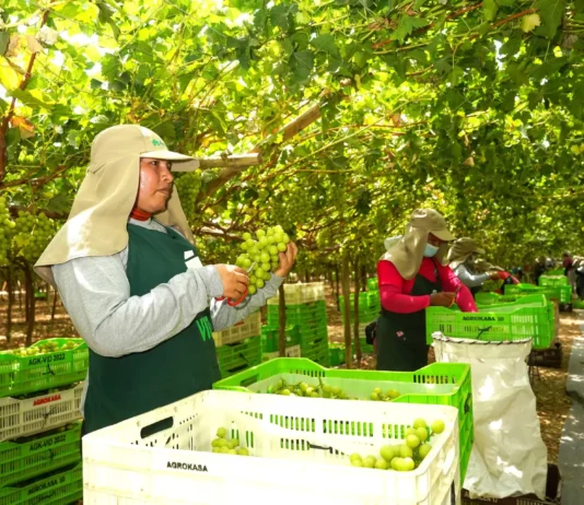 Ica lidera exportación de uva de mesa peruana con más del 50 % de envíos en campaña 2025-2026 Ica lidera exportación de uva de mesa peruana con más del 50 % de envíos en campaña 2025-2026