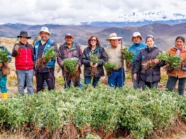 Áncash: Más de 200 mil árboles de quenual son sembrados para recuperar la cuenca del río Fortaleza Áncash: Más de 200 mil árboles de quenual son sembrados para recuperar la cuenca del río Fortaleza