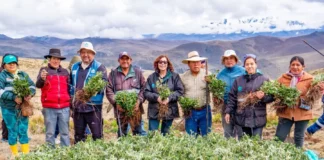 Áncash: Más de 200 mil árboles de quenual son sembrados para recuperar la cuenca del río Fortaleza Áncash: Más de 200 mil árboles de quenual son sembrados para recuperar la cuenca del río Fortaleza