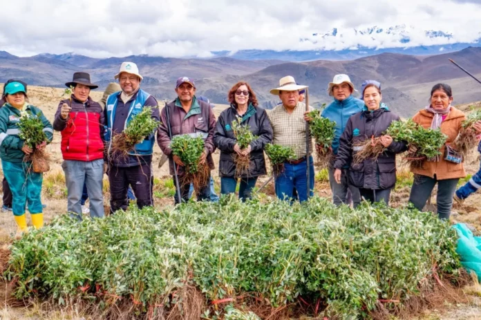 Áncash: Más de 200 mil árboles de quenual son sembrados para recuperar la cuenca del río Fortaleza Áncash: Más de 200 mil árboles de quenual son sembrados para recuperar la cuenca del río Fortaleza