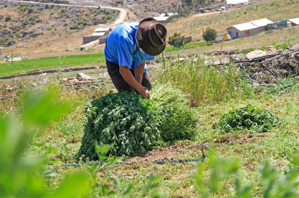 Agro Rural recomienda manejo preventivo de pastos y forrajes para fortalecer la ganadería