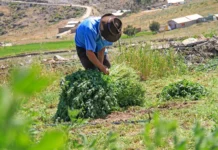 Agro Rural recomienda manejo preventivo de pastos y forrajes para fortalecer la ganadería Agro Rural recomienda manejo preventivo de pastos y forrajes para fortalecer la ganadería