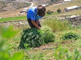 Agro Rural recomienda manejo preventivo de pastos y forrajes para fortalecer la ganadería Agro Rural recomienda manejo preventivo de pastos y forrajes para fortalecer la ganadería