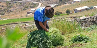 Agro Rural recomienda manejo preventivo de pastos y forrajes para fortalecer la ganadería Agro Rural recomienda manejo preventivo de pastos y forrajes para fortalecer la ganadería