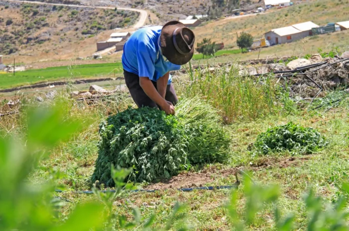 Agro Rural recomienda manejo preventivo de pastos y forrajes para fortalecer la ganadería