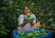 Sector agropecuario creció 4 % en enero impulsado por producción agrícola Sector agropecuario creció 4 % en enero impulsado por producción agrícola