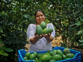 Sector agropecuario creció 4 % en enero impulsado por producción agrícola Sector agropecuario creció 4 % en enero impulsado por producción agrícola