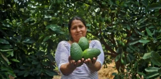 Sector agropecuario creció 4 % en enero impulsado por producción agrícola Sector agropecuario creció 4 % en enero impulsado por producción agrícola