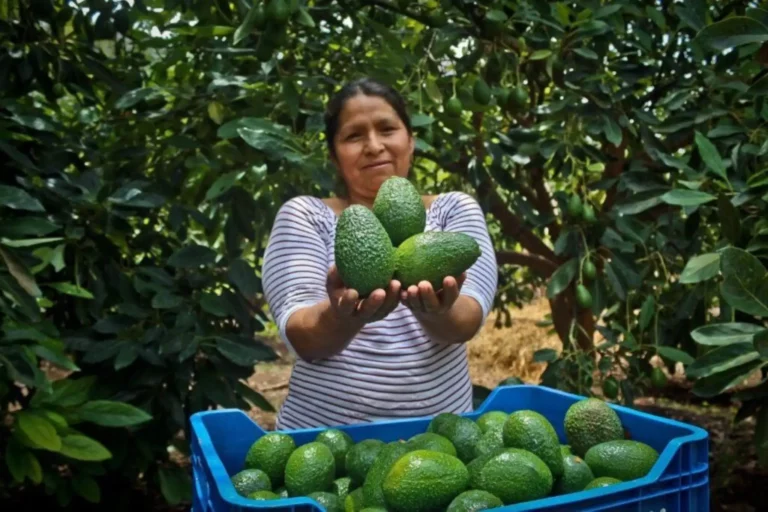 Sector agropecuario creció 4 % en enero impulsado por producción agrícola
