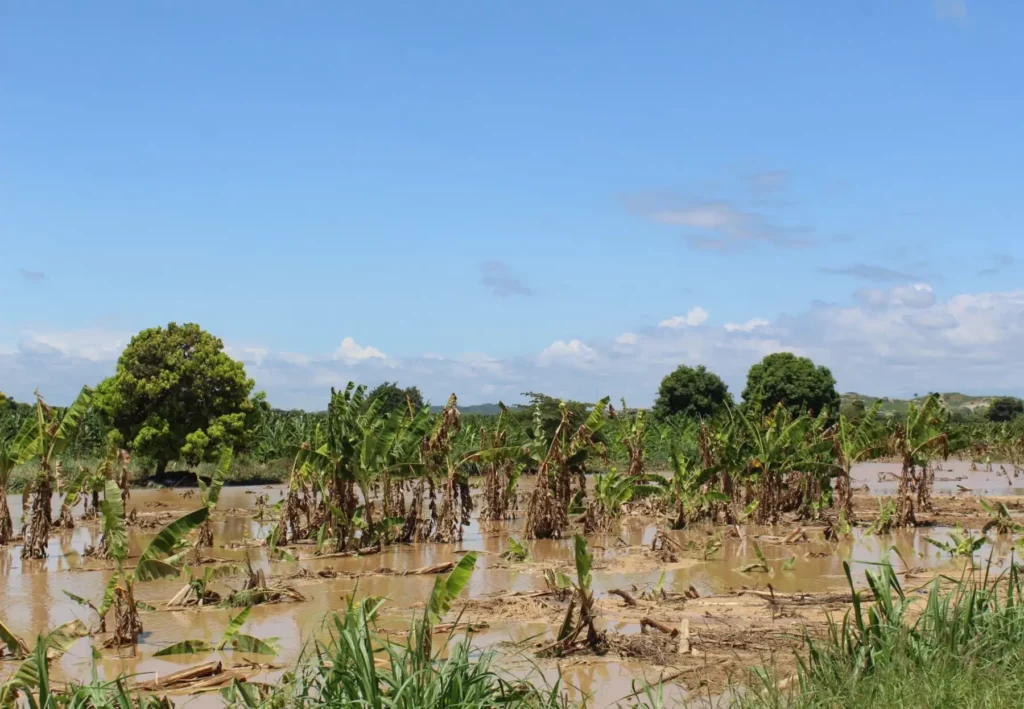 Más de 6,000 hectáreas agrícolas afectadas por lluvias intensas en Tumbes