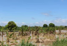 Más de 6,000 hectáreas agrícolas afectadas por lluvias intensas en Tumbes Más de 6,000 hectáreas agrícolas afectadas por lluvias intensas en Tumbes