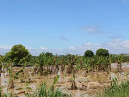 Más de 6,000 hectáreas agrícolas afectadas por lluvias intensas en Tumbes Más de 6,000 hectáreas agrícolas afectadas por lluvias intensas en Tumbes