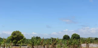 Más de 6,000 hectáreas agrícolas afectadas por lluvias intensas en Tumbes Más de 6,000 hectáreas agrícolas afectadas por lluvias intensas en Tumbes