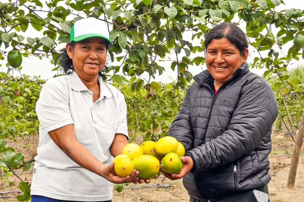 Productores de La Libertad exportan maracuyá orgánico a Dinamarca y Dubái