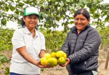 Productores de La Libertad exportan maracuyá orgánico a Dinamarca y Dubái Productores de La Libertad exportan maracuyá orgánico a Dinamarca y Dubái