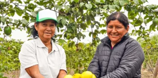 Productores de La Libertad exportan maracuyá orgánico a Dinamarca y Dubái Productores de La Libertad exportan maracuyá orgánico a Dinamarca y Dubái