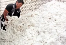 Productores de Lambayeque venden algodón extralargo directamente a la industria textil Productores de Lambayeque venden algodón extralargo directamente a la industria textil