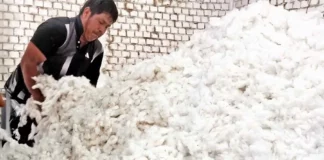 Productores de Lambayeque venden algodón extralargo directamente a la industria textil Productores de Lambayeque venden algodón extralargo directamente a la industria textil