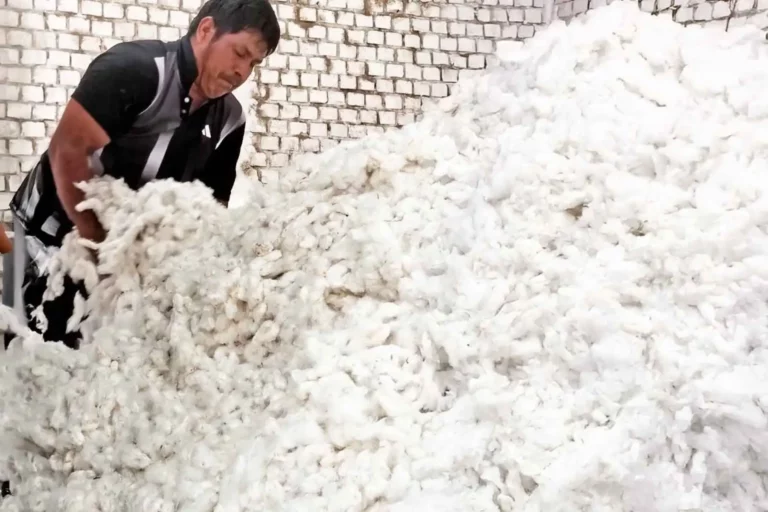 Productores de Lambayeque venden algodón extralargo directamente a la industria textil