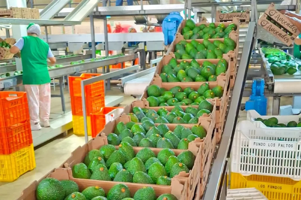 Agricultores de Áncash venden 35 toneladas de palta Hass por más de S/ 238,000